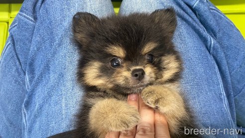 成約済の兵庫県のポメチワ:ポメラニアン×チワワ-343422の2枚目